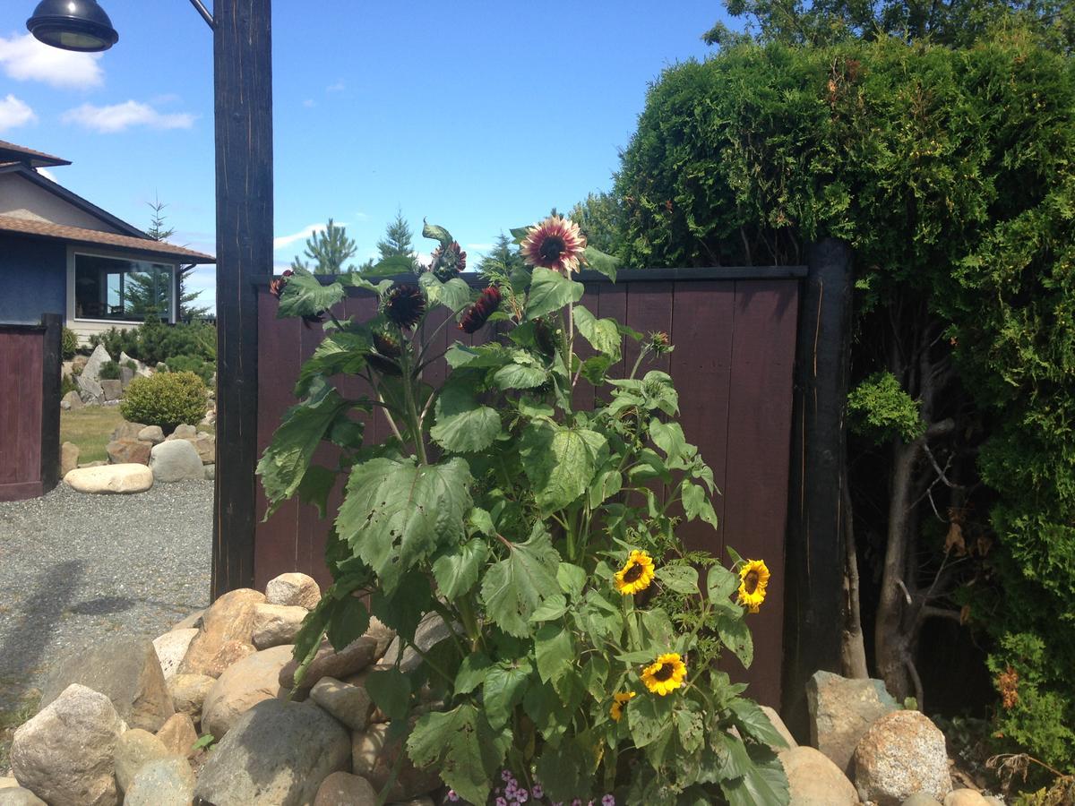 Estuary House Reflexology B&B Courtenay Εξωτερικό φωτογραφία